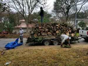 tree cutting service San Antonio