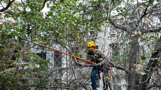 Tree Removal Bronx NY