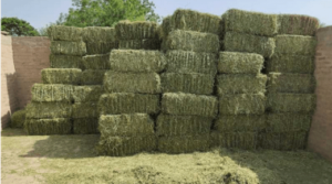 alfalfa hay for sale