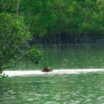 Sundarban tour