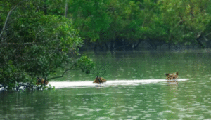 Sundarban tour