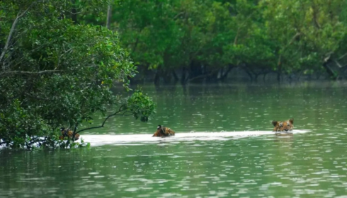 Sundarban tour