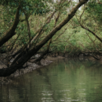 Sundarban tour