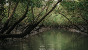 Sundarban tour