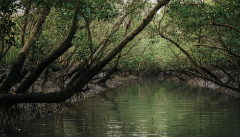 Sundarban tour