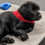 puppy focus building classes Phoenix