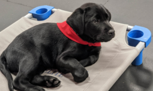 puppy focus building classes Phoenix
